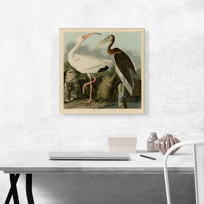 White Ibis