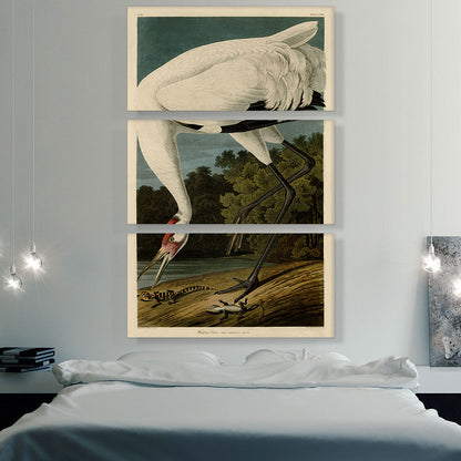 Whooping Crane