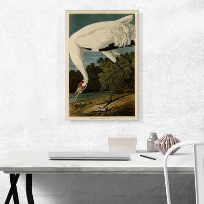 Whooping Crane
