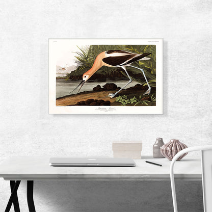 American Avocet