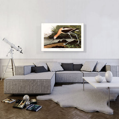 American Avocet