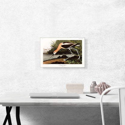 American Avocet