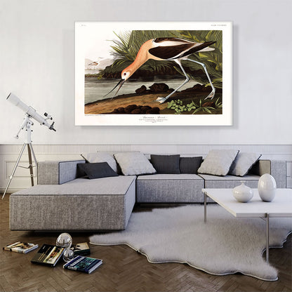 American Avocet
