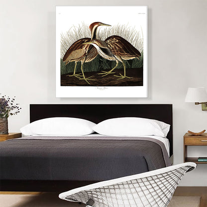 American Bittern