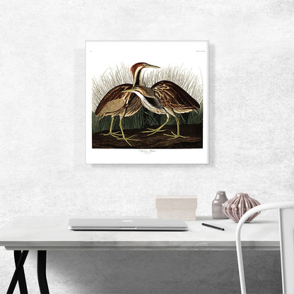 American Bittern