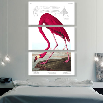 American Flamingo