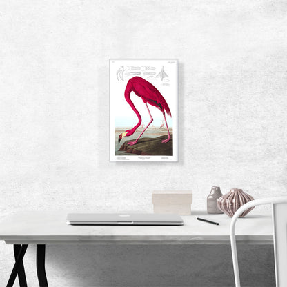 American Flamingo