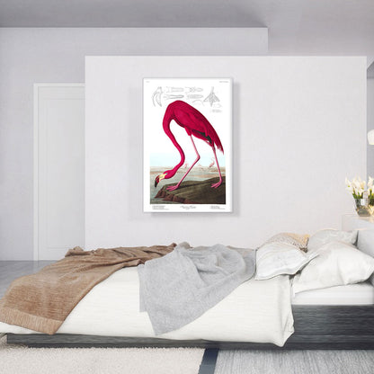 American Flamingo