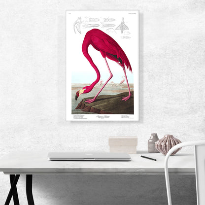 American Flamingo