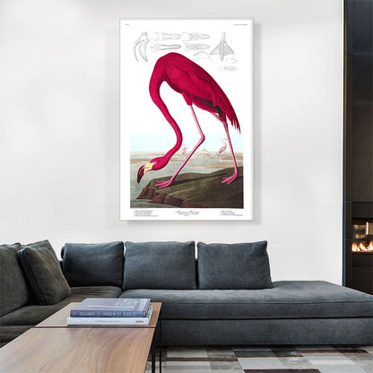American Flamingo