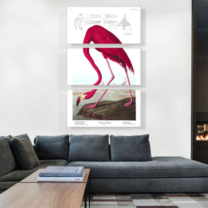American Flamingo