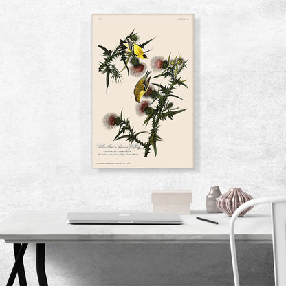 American Goldfinch