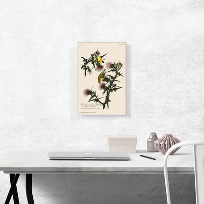 American Goldfinch