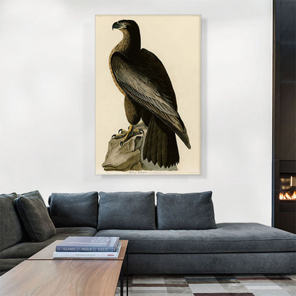 Bald Eagle - Bird of Washington