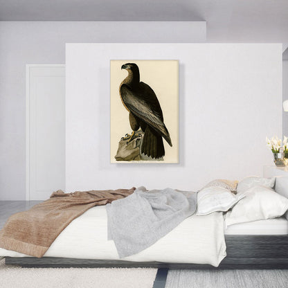 Bald Eagle - Bird of Washington