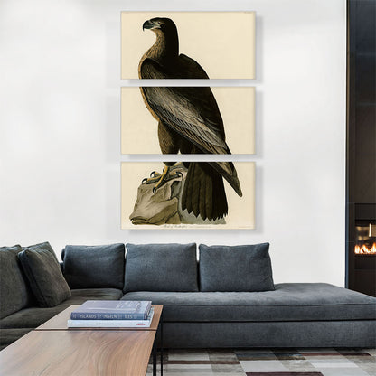 Bald Eagle - Bird of Washington