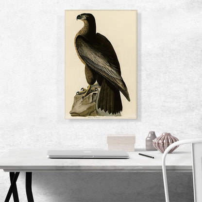 Bald Eagle - Bird of Washington