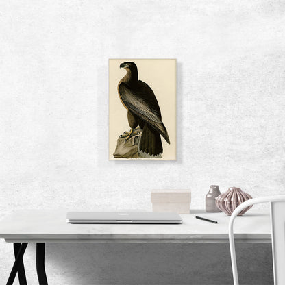 Bald Eagle - Bird of Washington
