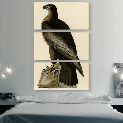 Bald Eagle - Bird of Washington
