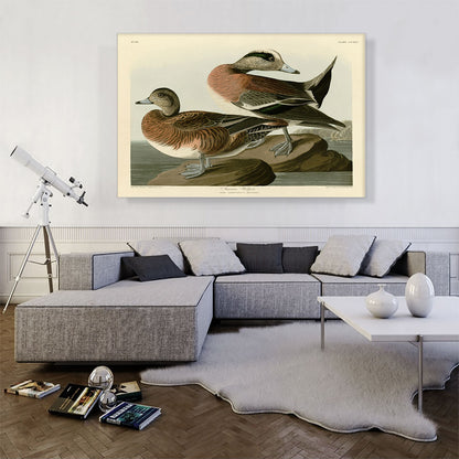 American Widgeon