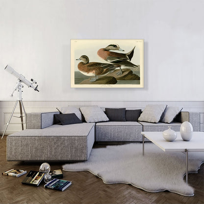 American Widgeon