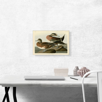 American Widgeon