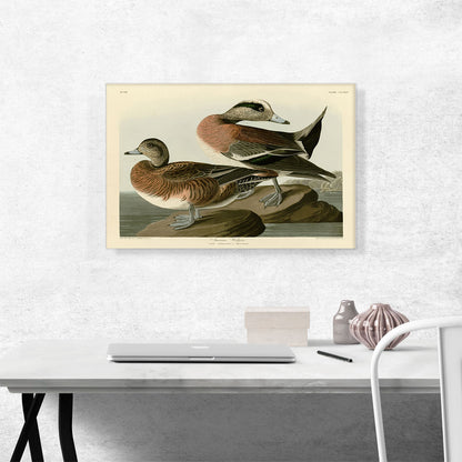 American Widgeon