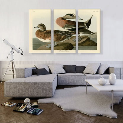 American Widgeon