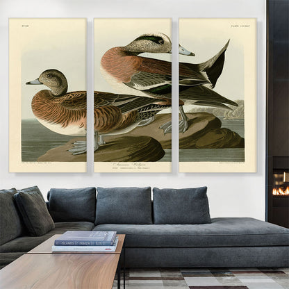 American Widgeon