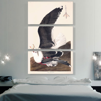 Backed Gull