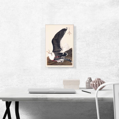 Backed Gull