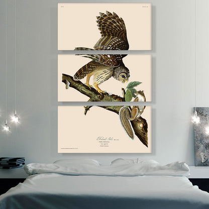 Barred Owl