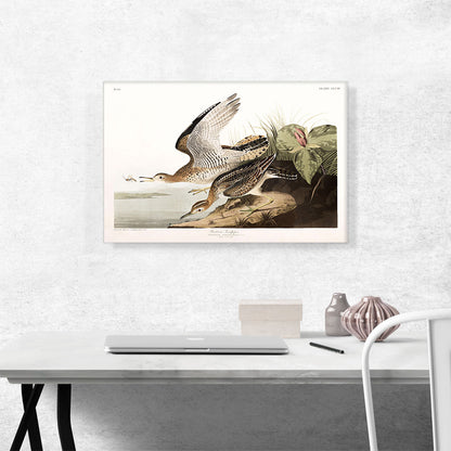 Bartram Sandpiper