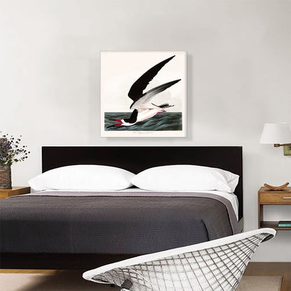 Black Skimmer or Shearwater