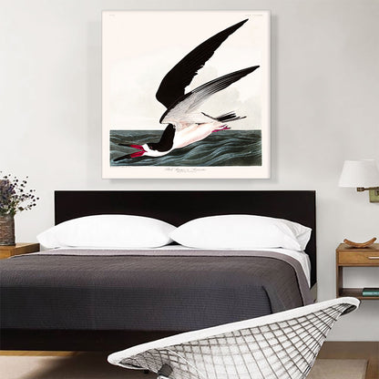 Black Skimmer or Shearwater