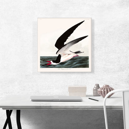 Black Skimmer or Shearwater
