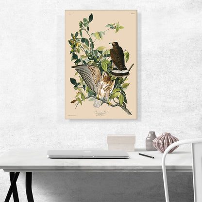 Broad Winged Hawk