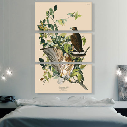 Broad Winged Hawk