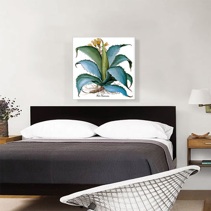 Agave 1613