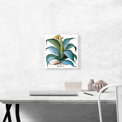 Agave 1613