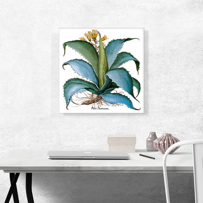 Agave 1613