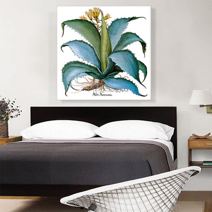 Agave 1613