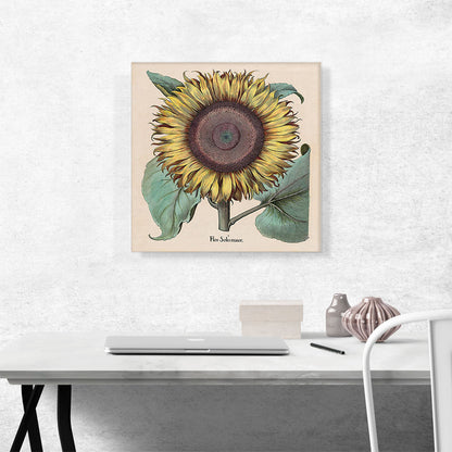 Large Sunflower