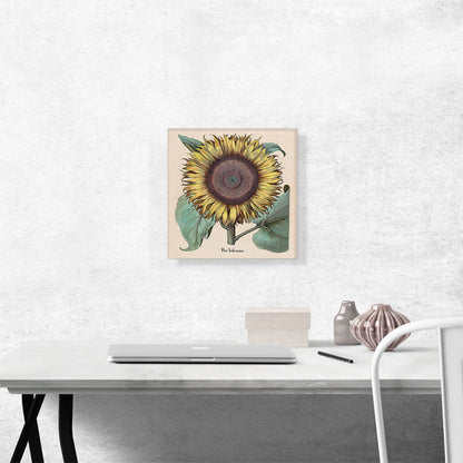 Large Sunflower