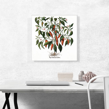 Red Pepper Plant