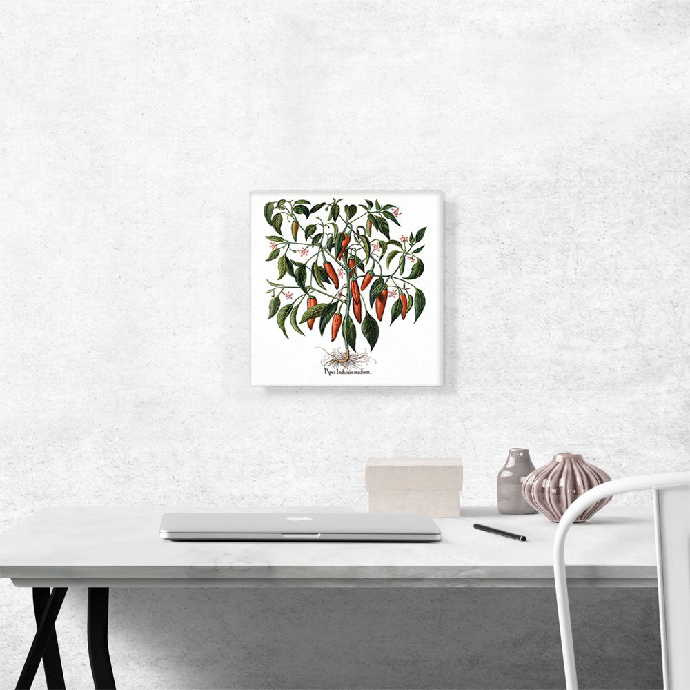 Red Pepper Plant