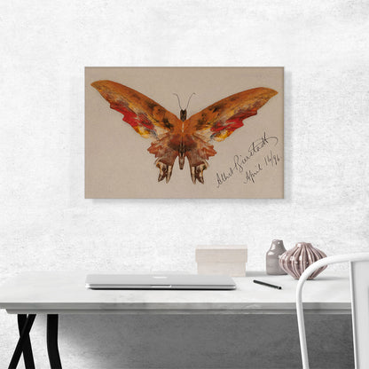 Butterfly 1896
