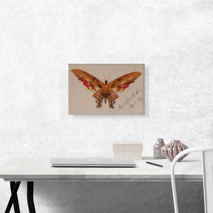 Butterfly 1896
