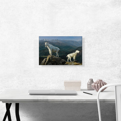 Mountain Goats