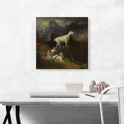 Rocky Mountain Goats